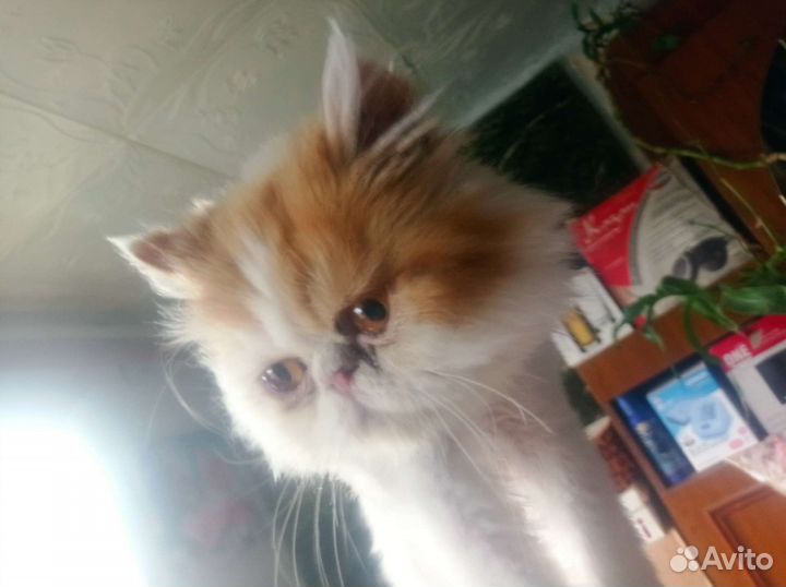 Кот