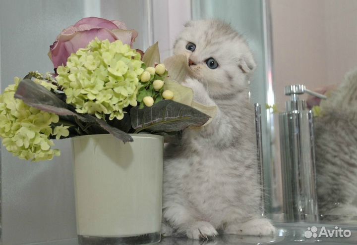 Шотландские серебристые котята