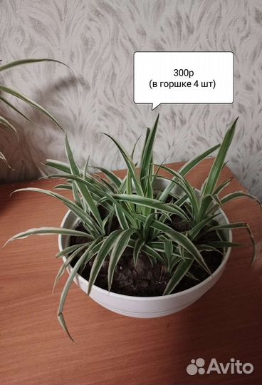 Хлорофитум, герань, диффенбахия,традескация
