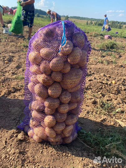 Продам картофель оптом