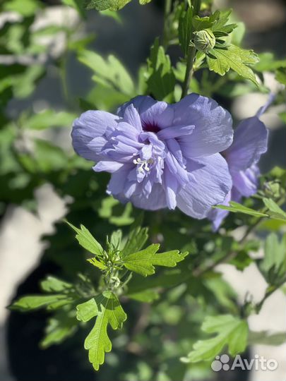 Гибискус махровый сорт «Голубой Шифон» (Блю Шифон)