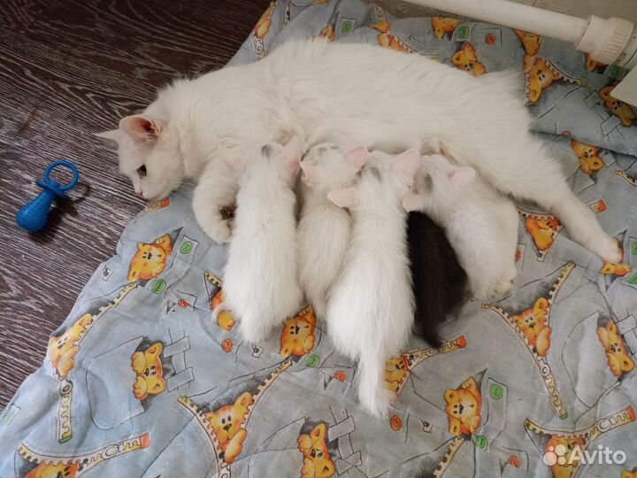 Кошки