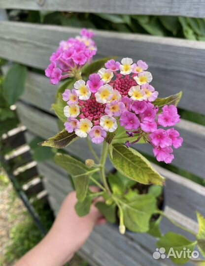 Лантана, экзотическое комнатное растение