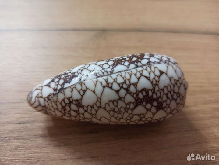 Морская раковина