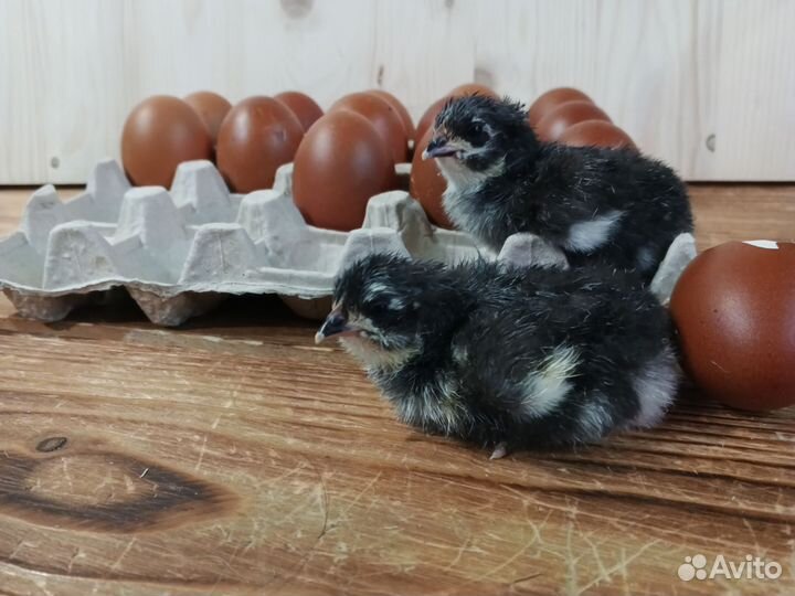 Цыплята Маран черномедный суточные