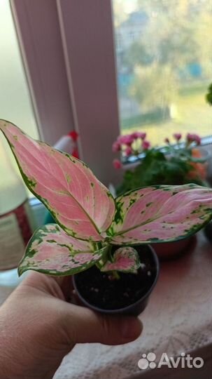 Аглоонема Рэд Циркон