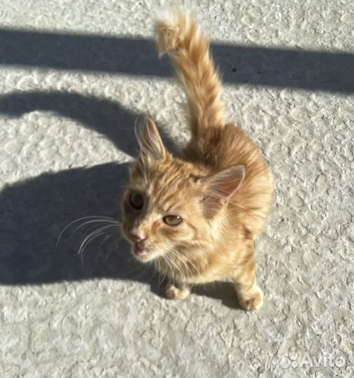 Отдам кошечку в добрые руки