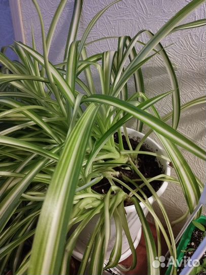 Комнатные цветы