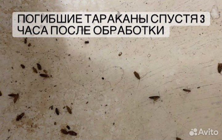 Дезинфекция от тараканов и клопов