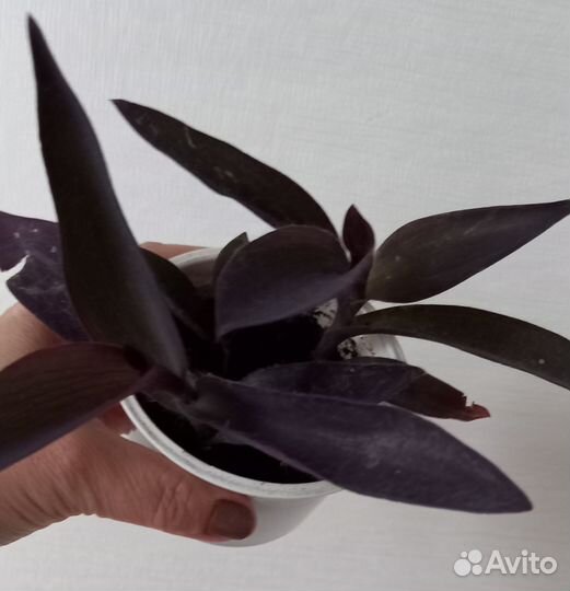 Сеткреазия пурпурная