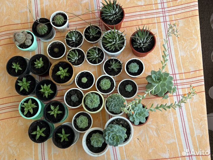 Цветы комнатные в ассортименте