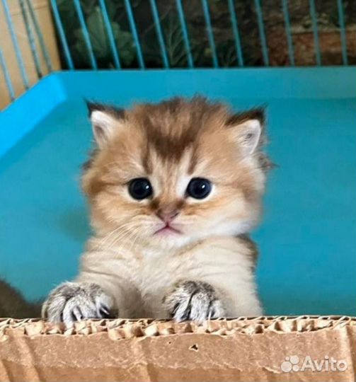 Кошечки золотая шиншилла