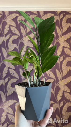 Замиокулькас (доллоровое дерево)