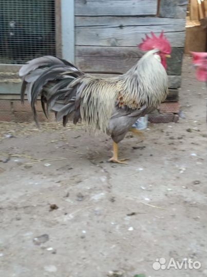 Инкубационное яйцо породистых кур