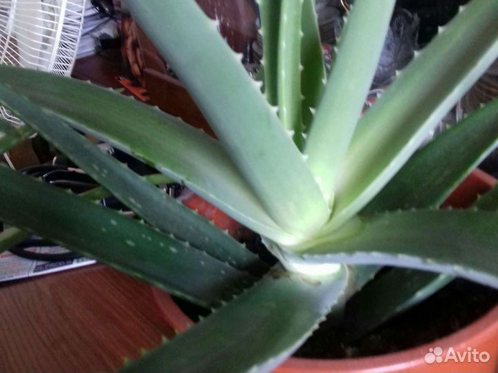 Алое, каланхое и золотой ус