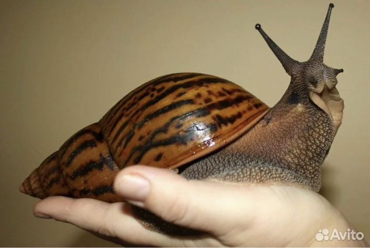 Улитки ахатины