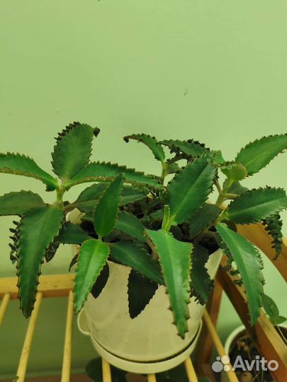 Каланхоэ Дегремона, лечебный, 