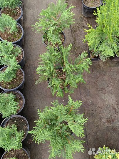 Туя вудварди шаровидная