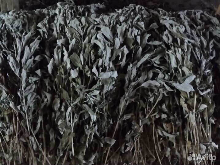 Сухие травы