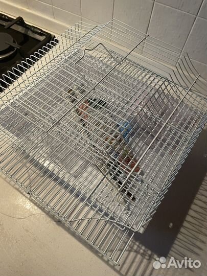Клетка для волнистого попугая + корм
