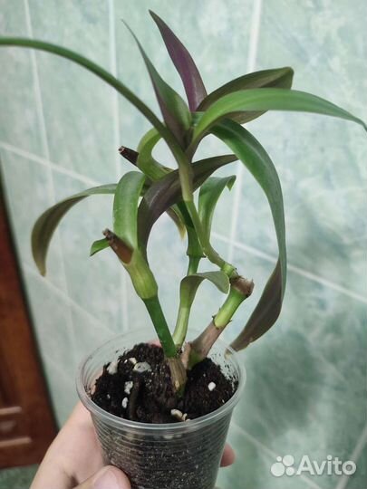 Сингониум и Рео