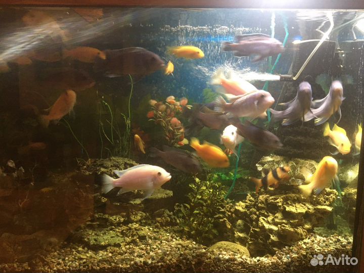 Аквариум с рыбами