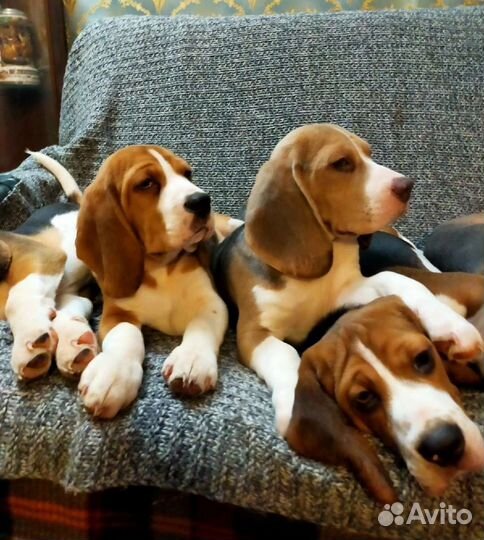 Щенки бигль классика в Москве