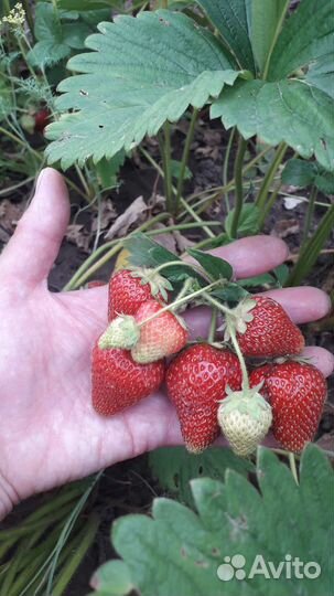 Клюква,Малина,Хризантемы