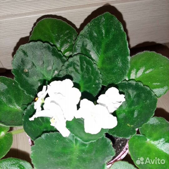 Фиалка белая