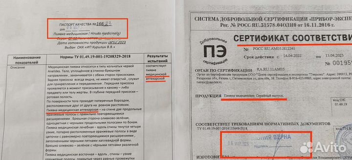 Пиявка