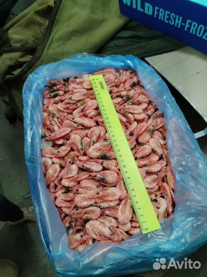 Креветка магаданская
