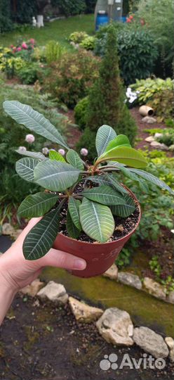 Домашние цветы