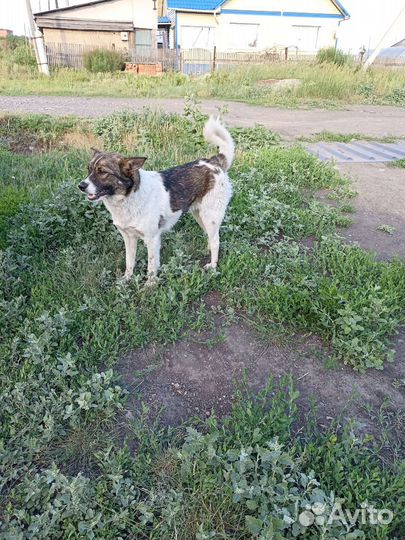 Собачка Забава