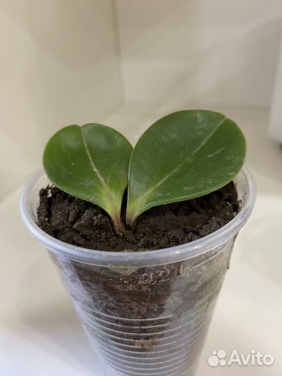 Алоэ лечебный, аихризон(дерево любви), пеперомия