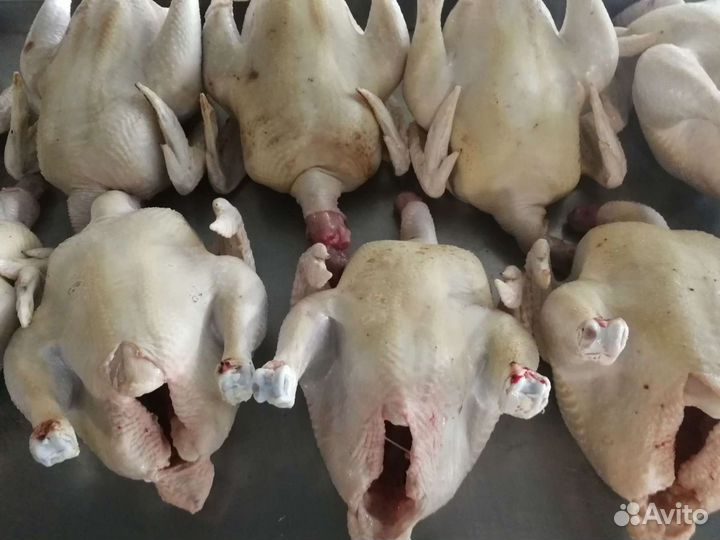 Бройлер домашний