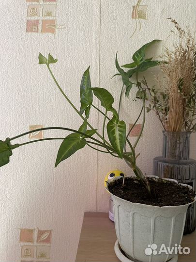 Комнатные растения цветы