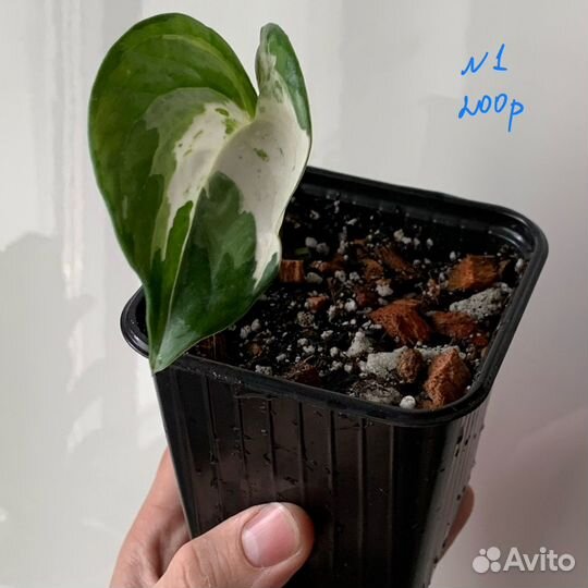 Эпипремнум Хэппи Лиф/Happy Leaf/Manjula