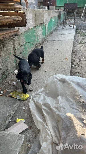 Щенки дворняги