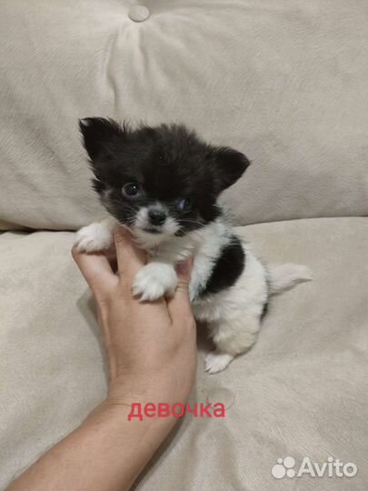 Чихуахуа девочка мини