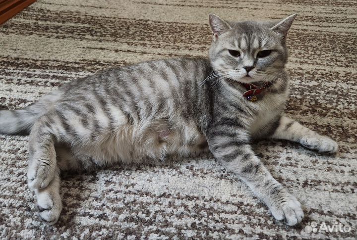 Шотландские прямоухие котята