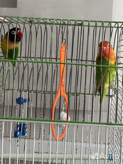 Продам попугаев неразлучников