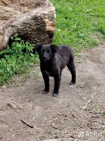 Собака в добрые руки щенок дворянской породы