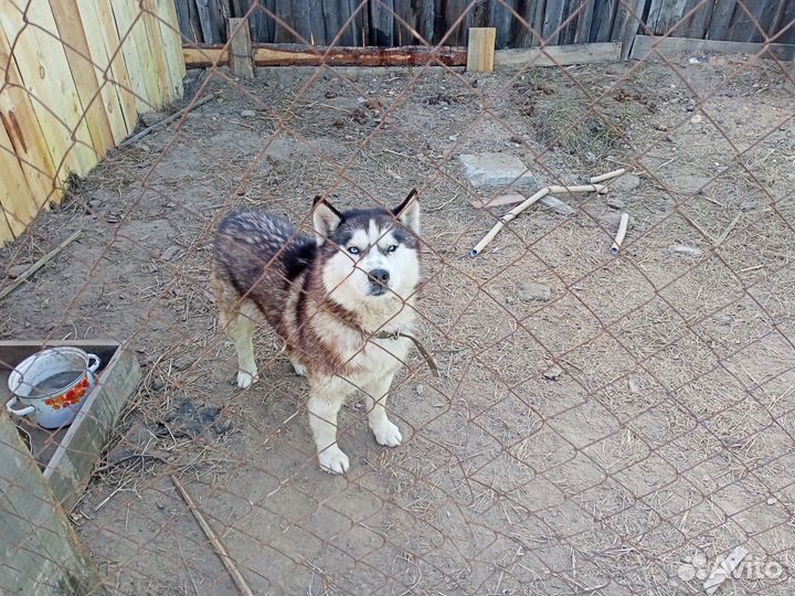 Сибирский хаски