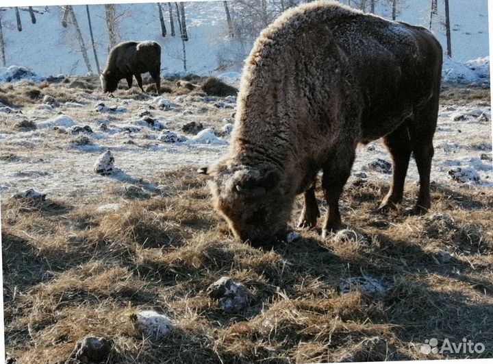 На Алтай зимой турпутевка экспедиции 4-7 дней
