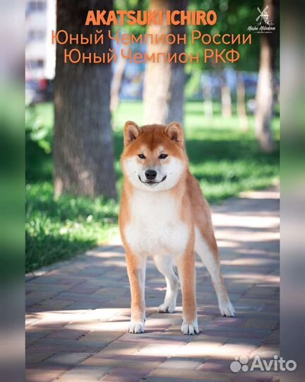 Сиба ину кобель вязка