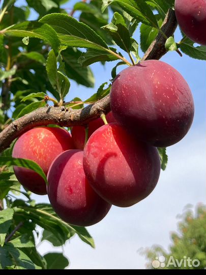 Черенки сливы и алычи для прививки