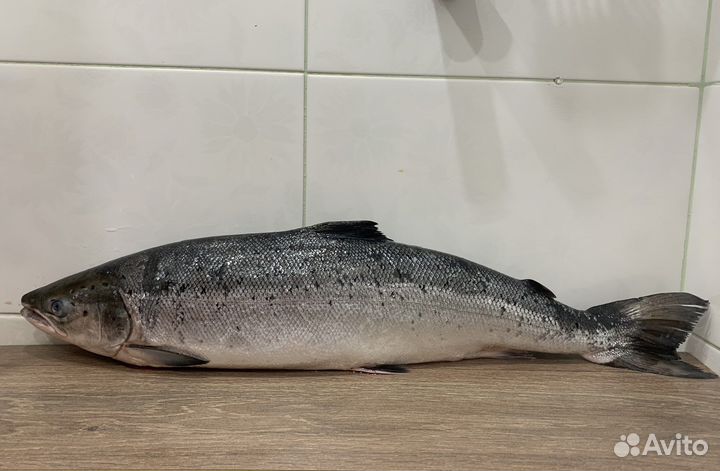 Сёмга дикая