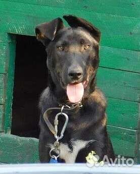 Собака пёс щенок кобель Гор