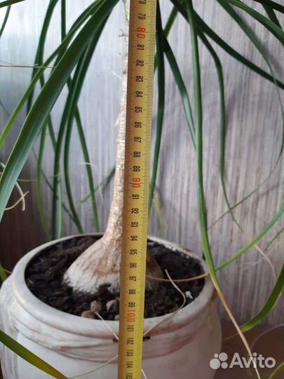 Налина пальма 1м