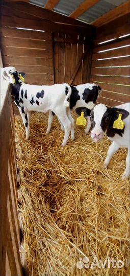 Телята Бычки без посредников